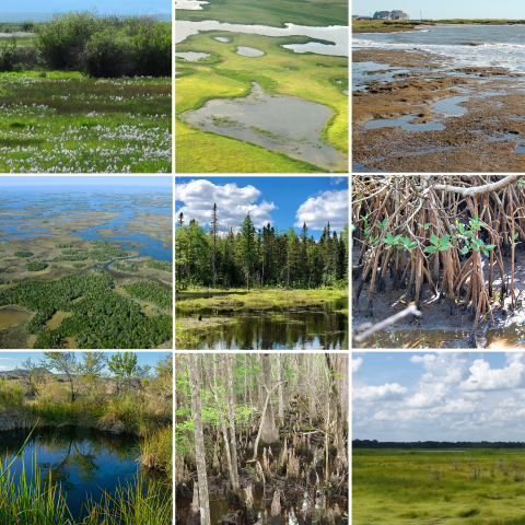 Montage showing the range of wetland habitats.