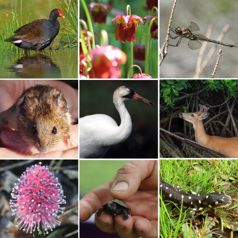 Montage showing range of plants and animals that are dependent on wetlands.