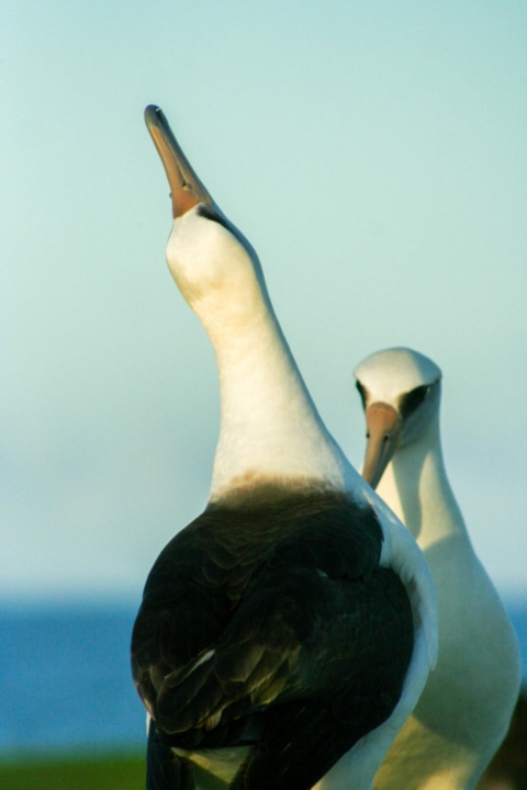 Two Laysan albatross bow to each other on a beach