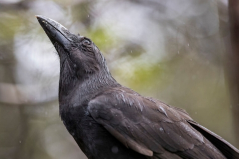 An ʻalalā looks towards the sky. It is black with a large, black beak. 