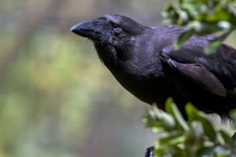 An ʻalalā sits amongst the trees. It has a large, black beak and black feathers. 