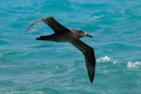 A kaʻupu soars over the ocean. It is blackish brown.
