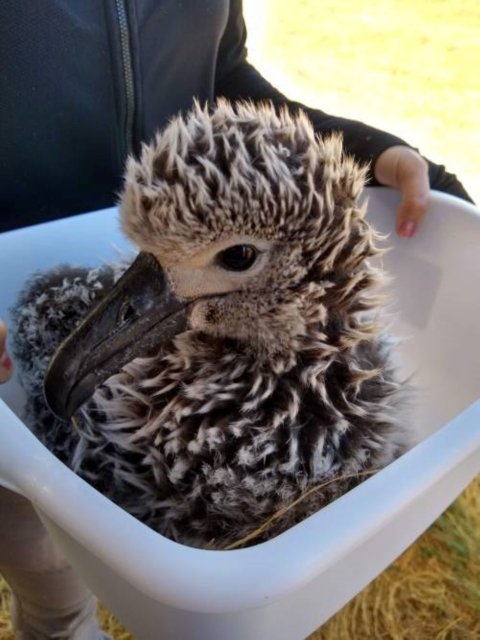 A kaʻupu chick sits in a tub ready for feeding. It has fluffy fur that is grey.