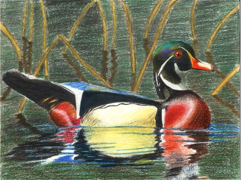 Male Wood Duck Composition in Colored Pencils 