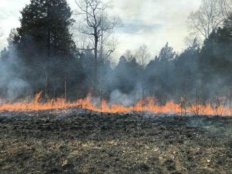 Low-intensity fire creeps across the forest floor, consuming plant litter and leaving bare black ground and trees intact.