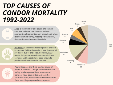 Graph showing causes of mortality in California condor populations from 1992-2022. The leading causes of death are lead poisoning, predation and fatal encounters with powerlines.