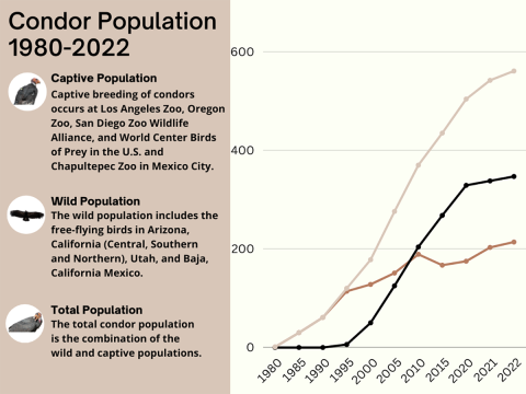 Graph showing the increase in California condors from 1980 to 2022. There are condors both living in the wild and in captivity, which make up the population today. In 2022, there were 561 condors with 347 in the wild and 214 in captivity.