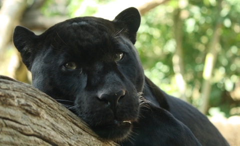 Close-up of a black panther with its head lying on a tree limb.