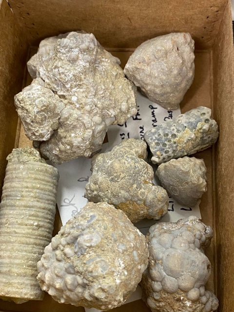 Fossils displayed in a box
