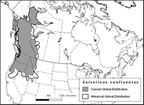 A partial map of North America showing the range of bull trout in the northwestern portion of the map.