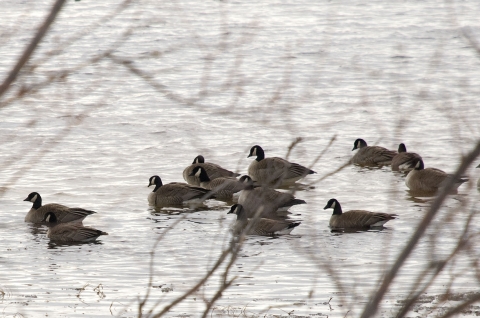 Flock of geese floating in gray water. Water has small waves and there are bare branches on the bank.