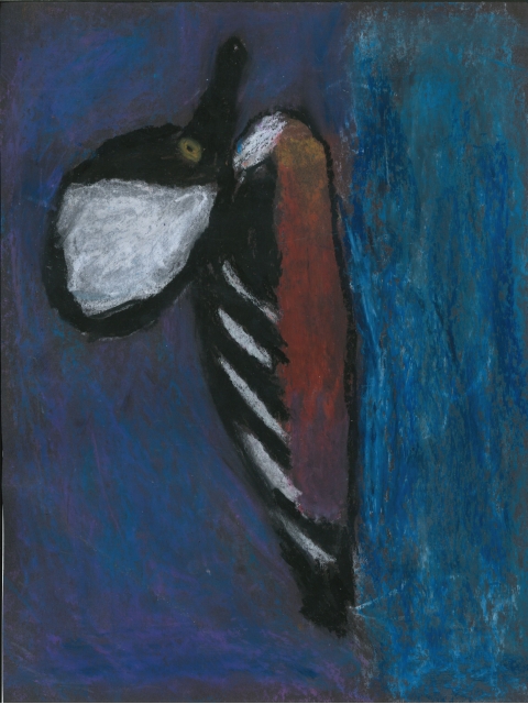 Chalk and Pastel drawing of Hooded Merganser Duck
