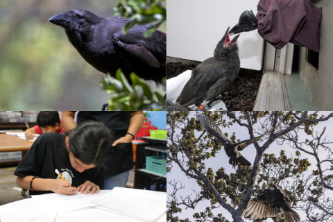 A collage of ʻalalā. The top left is of the bird looking through bushes. The top right is of a puppet feeding a baby ʻalalā. Bottom left is of a child drawing. Bottom right is of two ʻalalā flying between branches. 