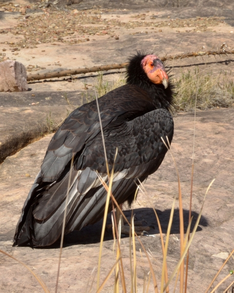 A large black bird with a pink and orange face sits on brown and red rock.
