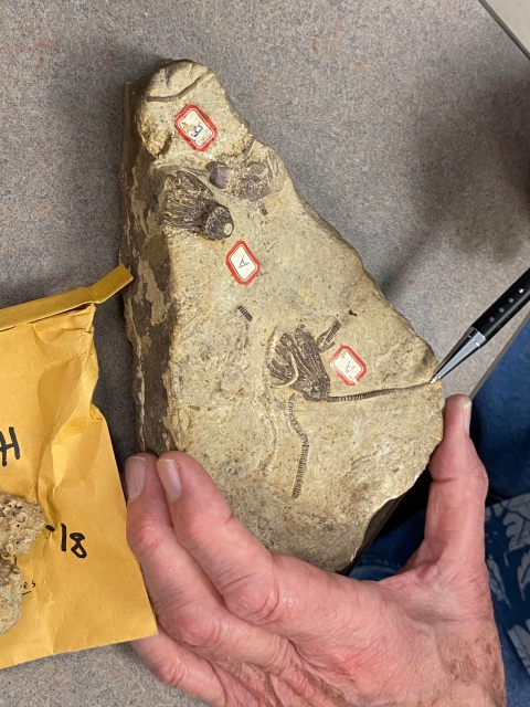 Fossils shown in rock