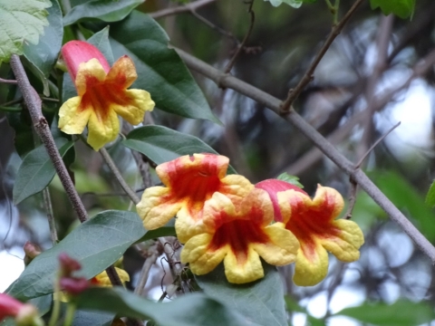 Red & yellow bell-shaped flowers on a woody vine