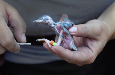 A biologist affixes bird bands to the legs of a red-cockaded woodpecker chick. The chick is newly hatched, blind, and featherless.