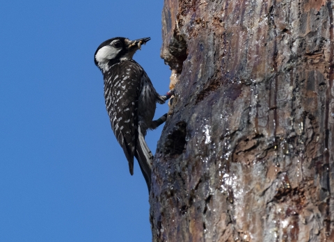 A red-cockaded woodpecker perches on the side of a tree trunk, near a cavity entrance.