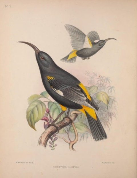 A drawing of the now extinct drepanis pacifica. A black honeycreeper with yellow patches of feathers. 