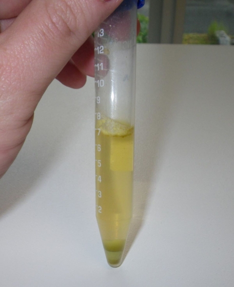 A hand holding a test tube filled with liquid and leaf samples.