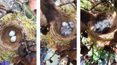 ʻAkikiki nests in the wild are very hard to find due to their small size and remote forest locations. 