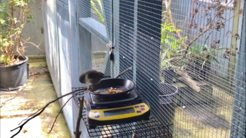 An ʻakikiki on a feeding scale in captivity