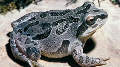 An Illinois Chorus Frog 
