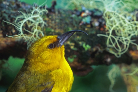 A yellow ʻakiapōlāʻau looks up. It has bright yellow feathers.