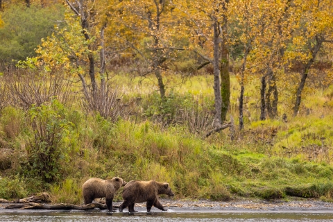 Two brown bears walk along the water with fall foliage in background
