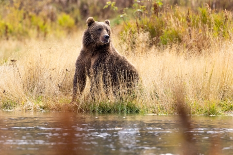 Kodiak brown bear sitting by the edge of a river.