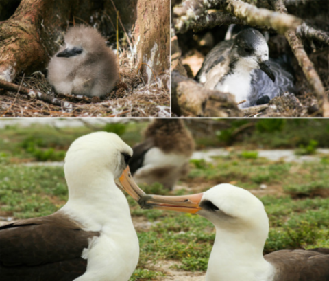 A collage of sea birds found on Midway Atoll. The top right corner is of a baby red tailed tropic-bird. It is brownish white. Next to it is a bonin petrel that is grey and white. Below are two Laysan albatross.