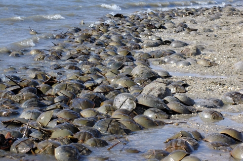 Dozens of horseshoe crabs crowd a beach at the waters edge.