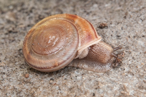 a snail on a rock