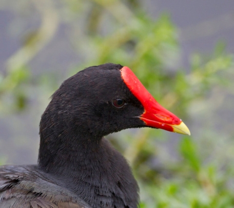 The profile of a Hawaiian moorhen. It has a bright red crown and black feathers. 