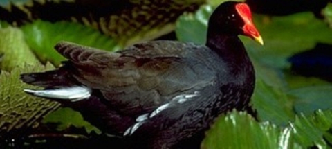 A Hawaiian moorhen stands in the bushes. It has a bright red crown and brownish black feathers.