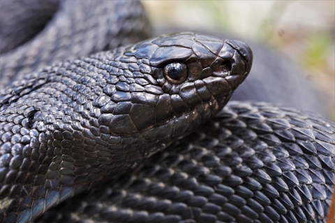 Black pinesnake resting, close 