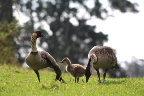 A family of nēnē walk through the grass. Two adults have tan underbellies, dark feathers and black heads. The baby has light brown fur. 