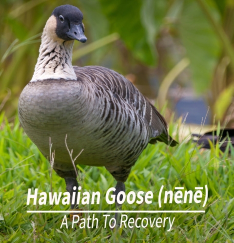 A nēnē stands in the grass. It has a light, tan underbelly and dark brown feathers on its back. Its head is black. Words below it read Hawaiian Goose (nēnē) a path to recovery.