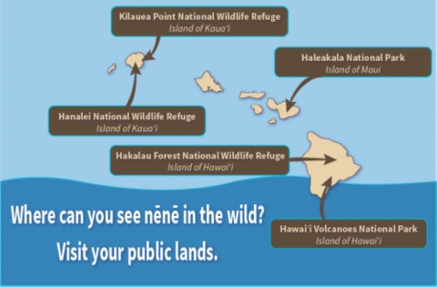 A map that shows where on the main Hawaiian islands nēnē are found. 