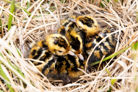 A bird nest with three chicks in it. 