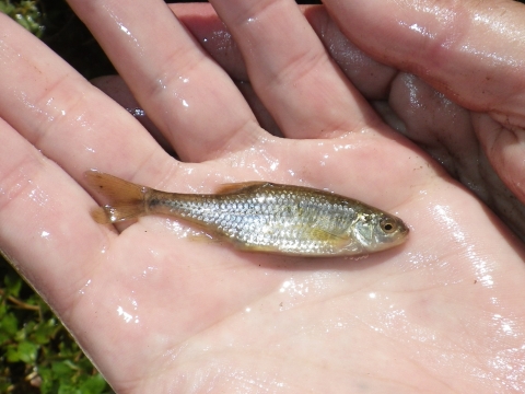 A small fish in the palm of a wet hand.