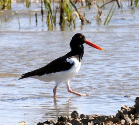 A bird with a white breast, a black back and a long straight orange bill wades through water.