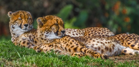 Two cheetahs sleeping in the sun.