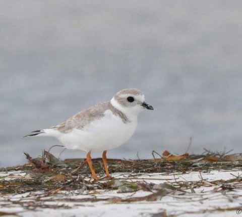 A piping plover stands on a beach. 