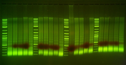 Columns of bright green lines and dark shadows indicating the DNA of Spalding's catchfly.
