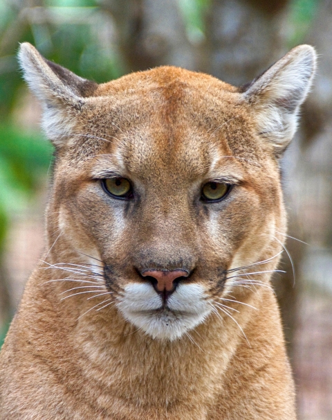 Portrait of a cougar (Puma concolor), courtesy of ucumari photography, CC BY-NC-ND 2.0