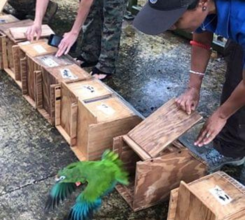 Marisel Lopez-Flores pulls back the lid on a box and releases a Puerto Rican parrot back into the wild. The bird has its wings outstretched as it takes off. 