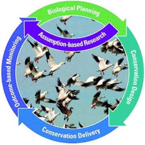 Diagram showing progression of strategic habitat conservation. It starts with biological planning, assumption-based research, which may require more planning, to conservation design, conservation delivery, and outcome-based monitoring, and then circles around again to research and planning.