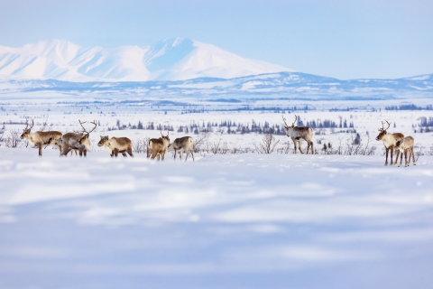A herd of caribou in the snow with a backdrop of mountains