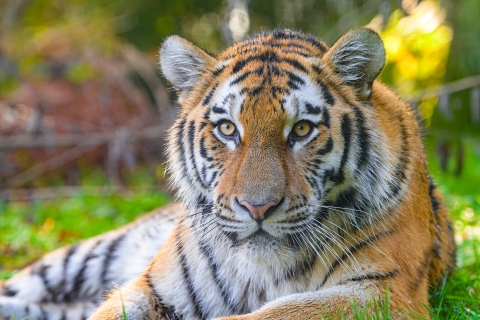 Tiger resting in vegetation